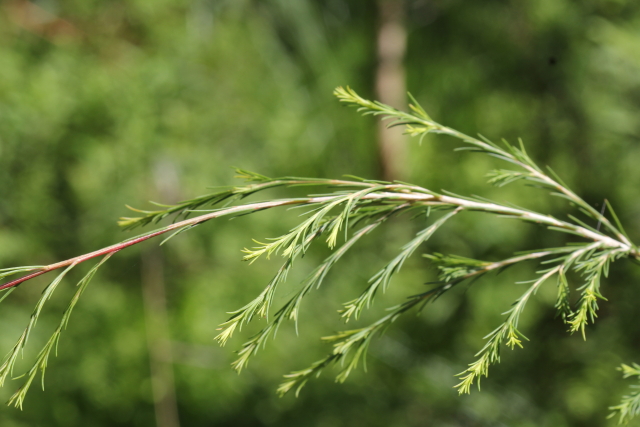 Melaleuca ericifolia