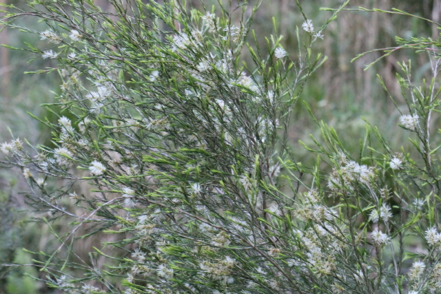 Melaleuca ericifolia