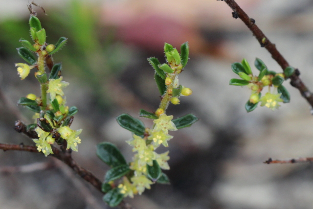 Phyllanthus hirtellus