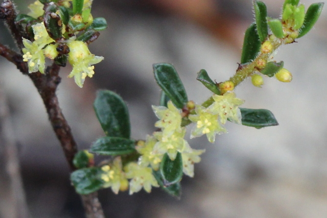 Phyllanthus hirtellus