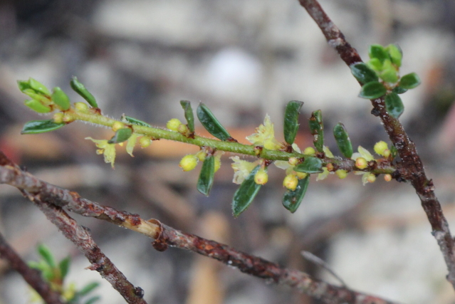 Phyllanthus hirtellus