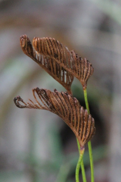 Schizaea bifida
