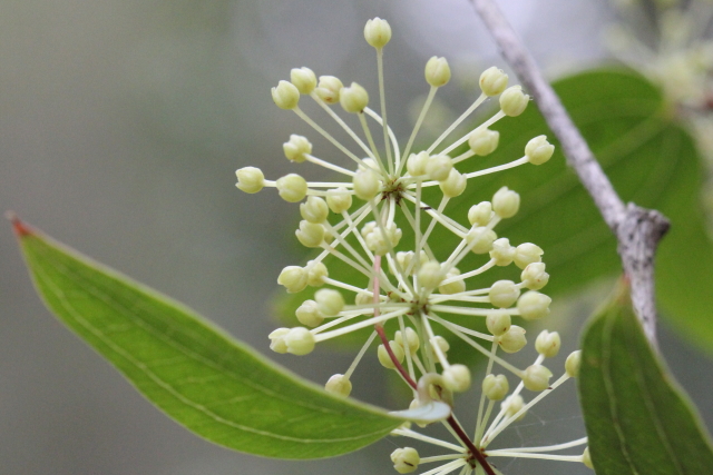 Smilax glyciphylla