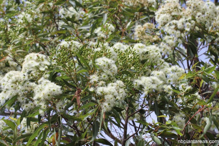 Corymbia gummifera