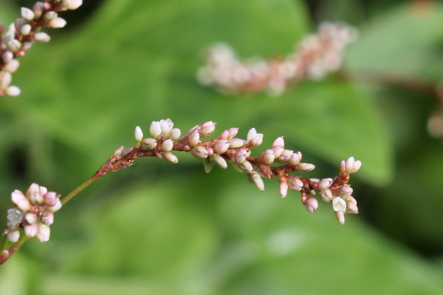 Persicaria decipiens