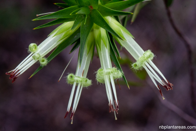 Styphelia longifolia