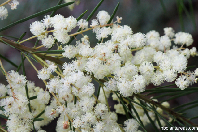 Acacia linifolia