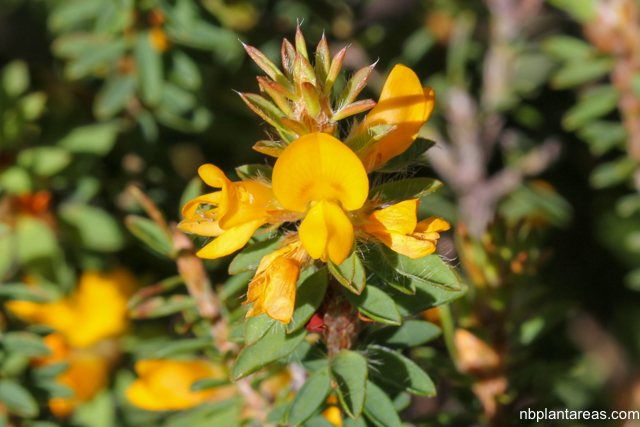 Pultenaea tuberculata