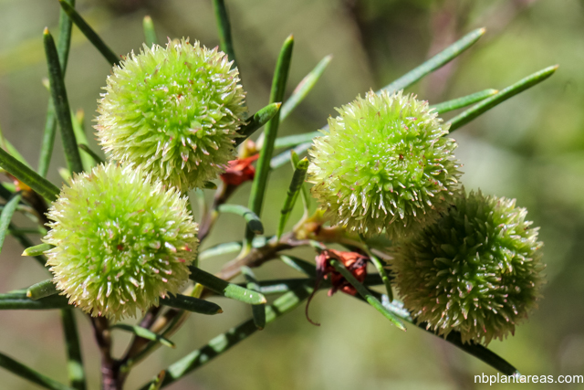 Ricinocarpus pinifolius