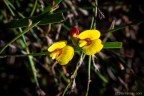 Bossiaea ensata