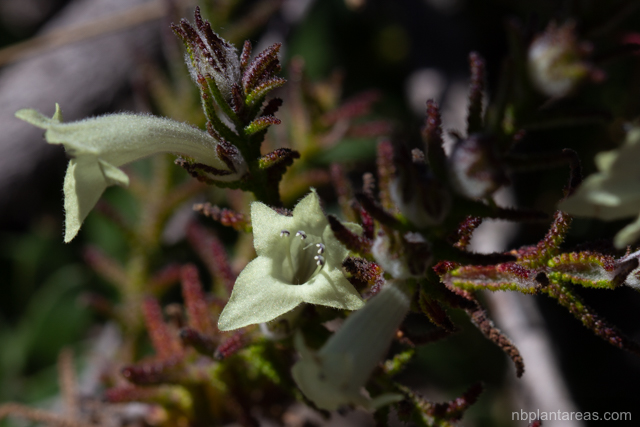 Chloanthes stoechadis