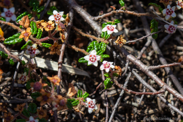 Commersonia hermanniifolia