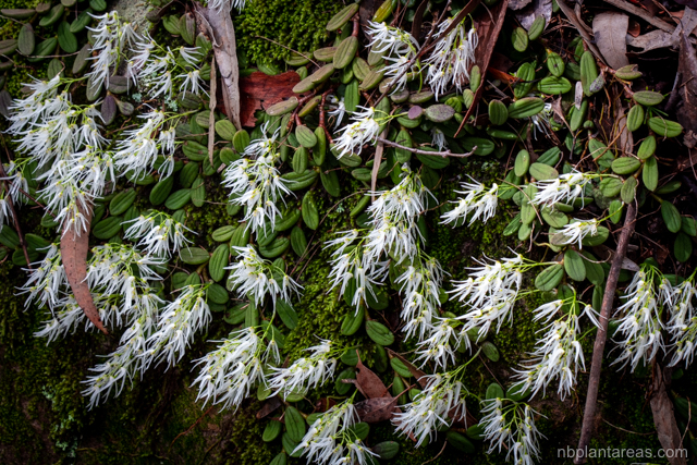 Dendrobium linguiforme
