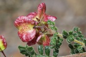 Dodonaea pinnata