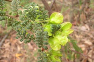 Dodonaea pinnata