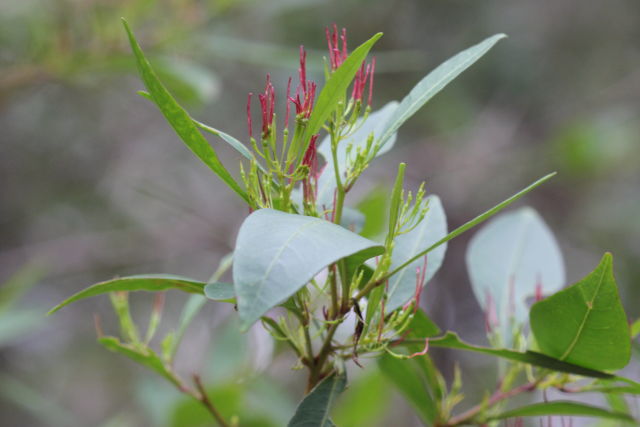 Dodonaea triquetra