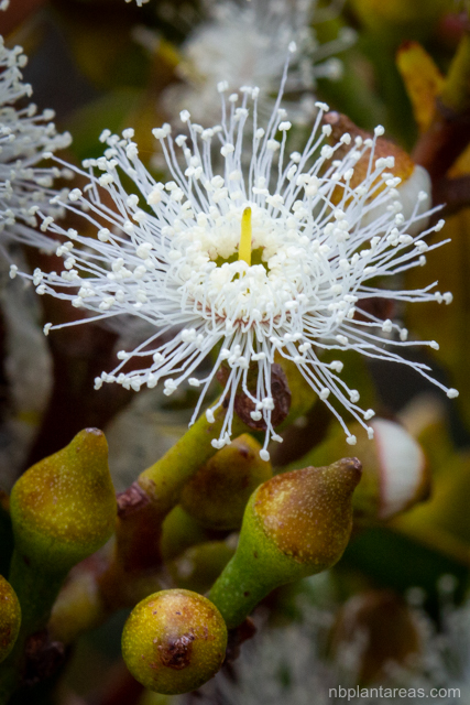 Eucalyptus umbra