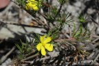 Hibbertia fasciculata