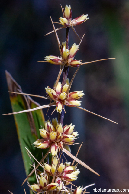 Lomandra longifolia