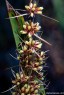 Lomandra longifolia