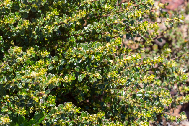 Phyllanthus hirtellus