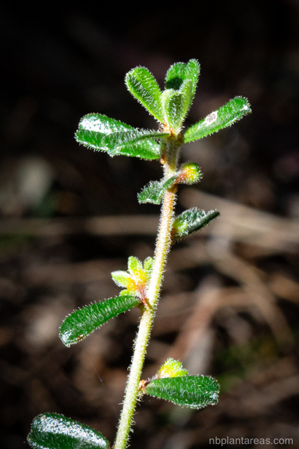 Phyllanthus hirtellus