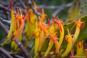 Dendrophthoe vitellina