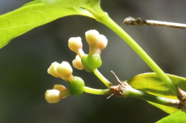 Gynochthodes jasminoides