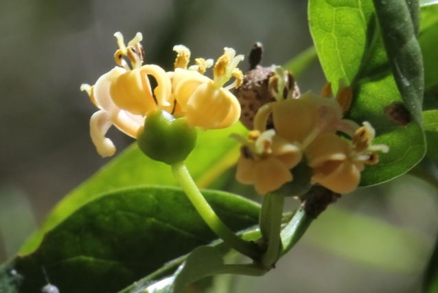 Gynochthodes jasminoides