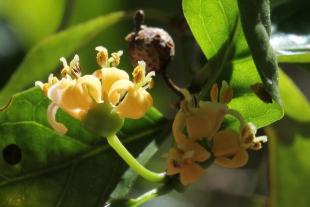 Gynochthodes jasminoides