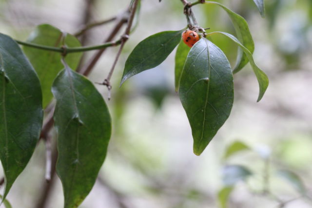Gynochthodes jasminoides