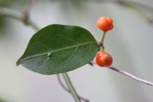Gynochthodes jasminoides