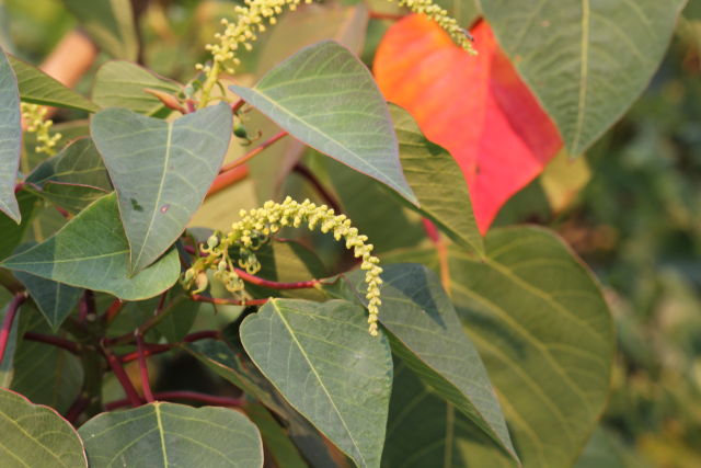 Homalanthus populifolius