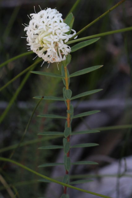 Pimelea linifolia