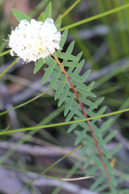 Pimelea linifolia