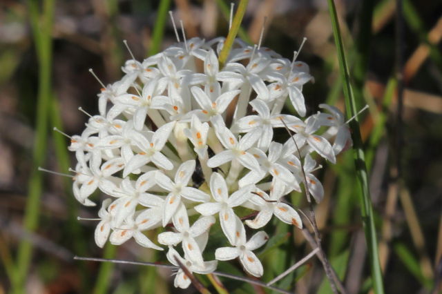 Pimelea linifolia