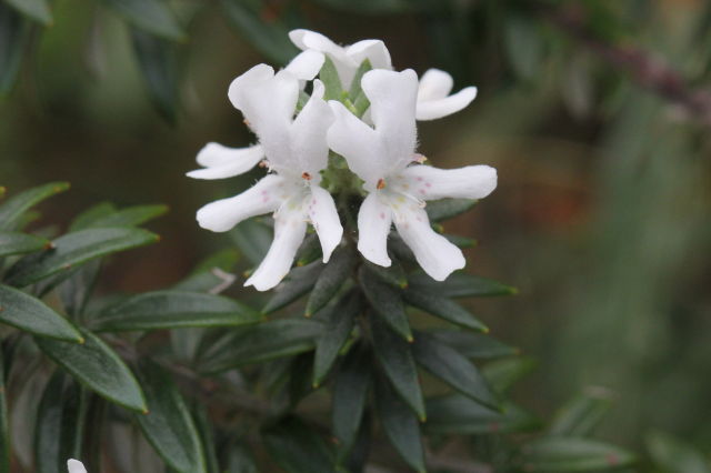 Westringia fruticosa