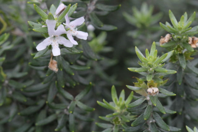 Westringia fruticosa
