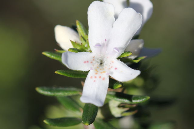 Westringia fruticosa