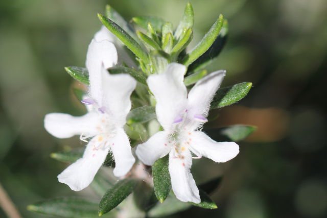 Westringia fruticosa