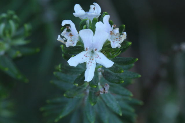 Westringia fruticosa