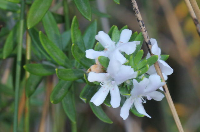 Westringia fruticosa