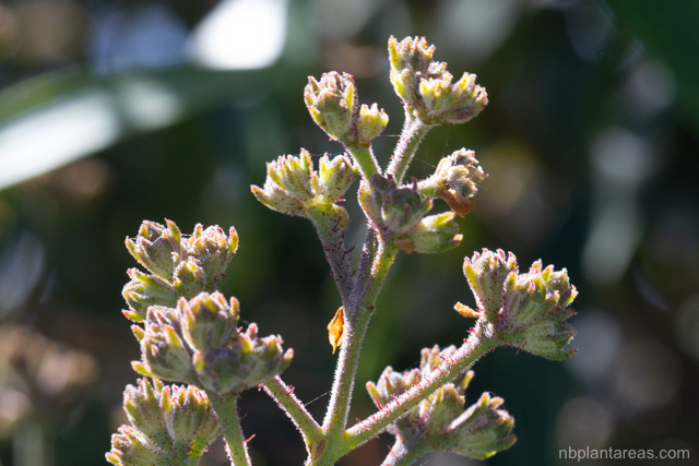 Angophora floribunda