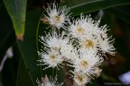 Angophora floribunda