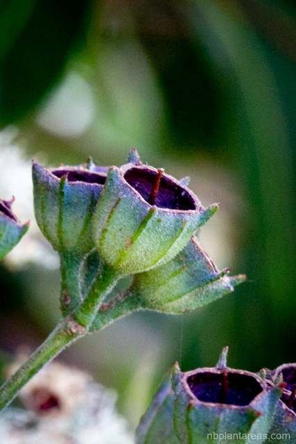Angophora floribunda