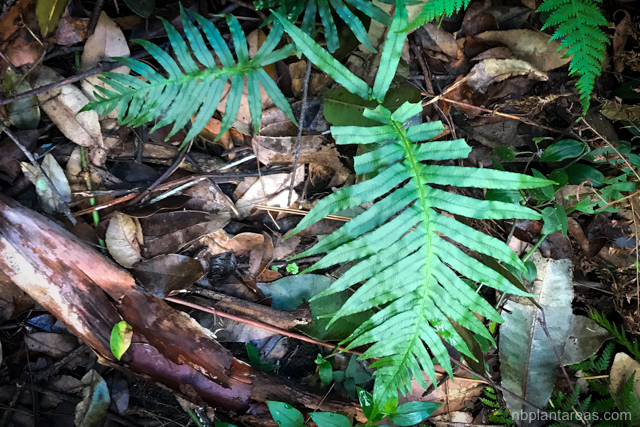 Blechnum cartilagineum