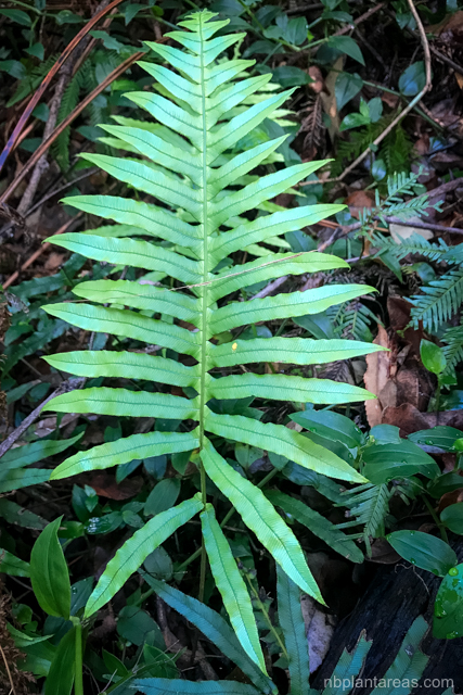 Blechnum cartilagineum