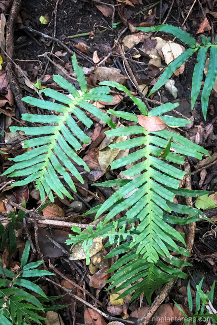 Blechnum cartilagineum