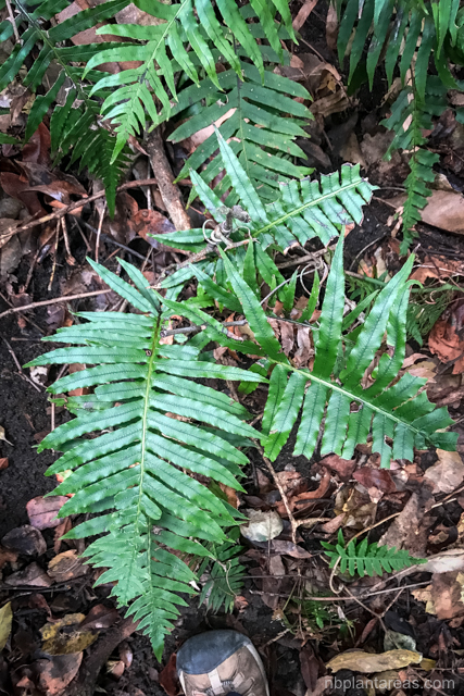Blechnum cartilagineum