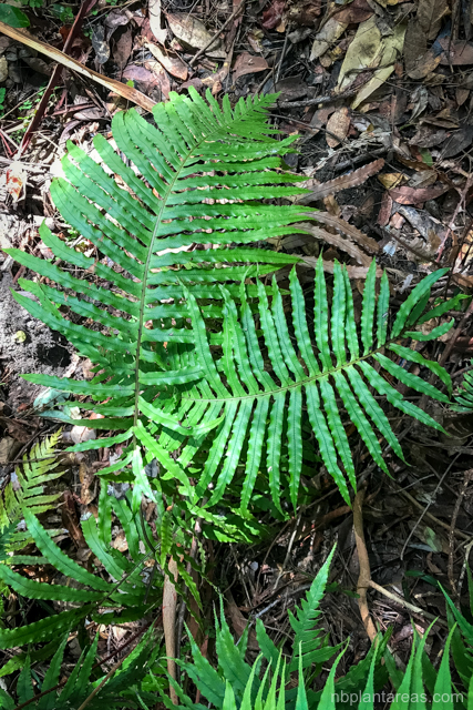 Blechnum cartilagineum